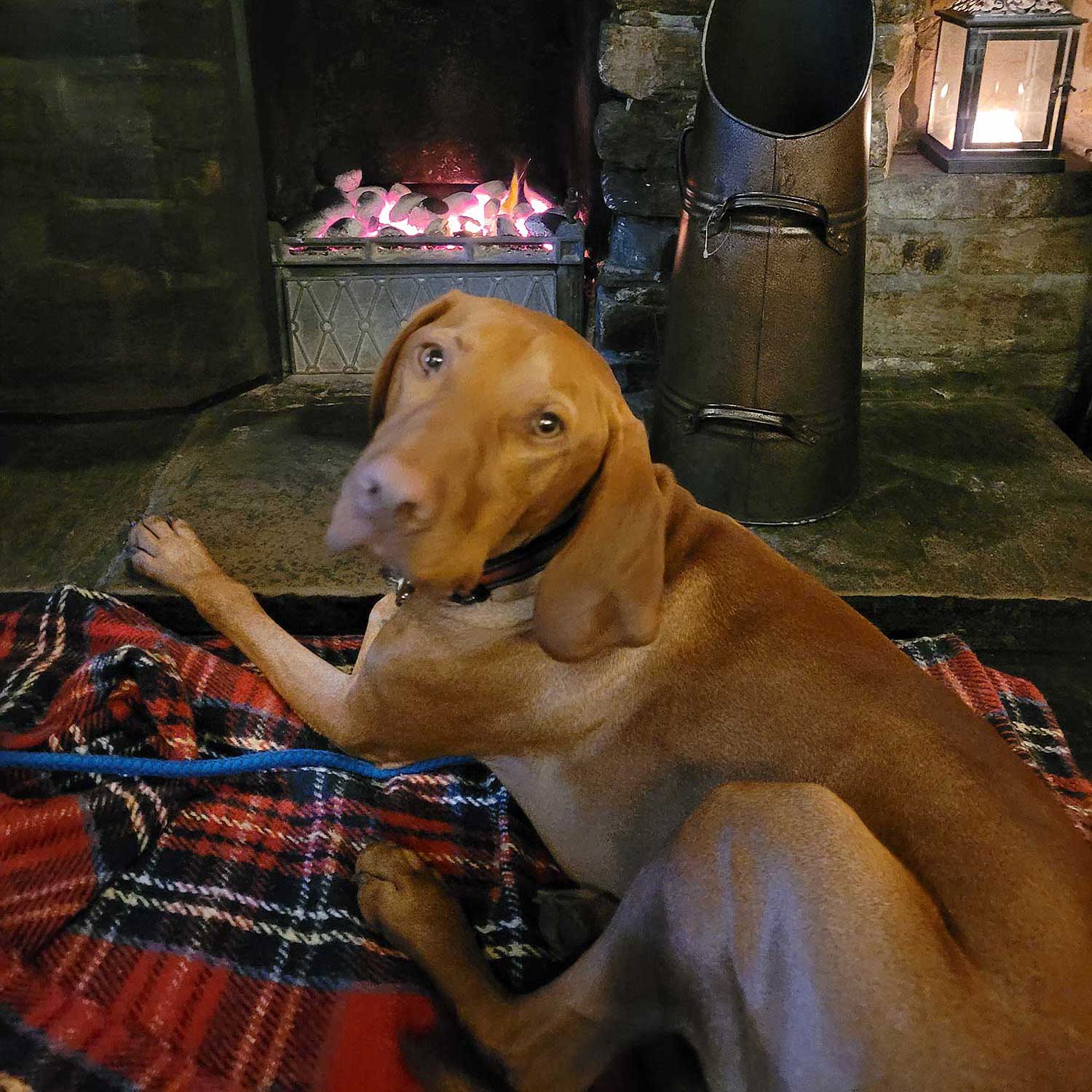 Dog in front of fire
